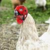 Chicken Hat with Strap view 4