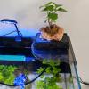 Coral Frag Holder Triangle Rack view 3