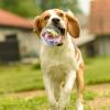 Yhsioaklo Treat Ball Toy for Dogs view 2
