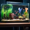 Feeding Clip for Saltwater Fish view 3