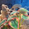 uikios Reptile Plant Hide view 3