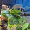 uikios Reptile Plant Hide view 4