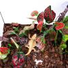uikios Reptile Plant Hide view 4