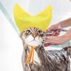 Pet Shower Cap for Dogs and Cats view 2