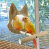 Mirror Perch Swing Toy view 4