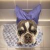 Adjustable Pet Shower Cap view 2