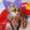 Adjustable Pet Shower Cap view 3