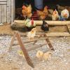 Chick Wooden Chicken Stand Toy view 4