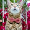 Adjustable Velvet Cat Collar with Bell and Bow Tie (Pink) view 3