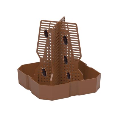 Brtiger Dragon Feeding Ramp