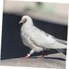 Plastic Pigeon Leg Bands for Breeding and Identification, 100 pcs view 3