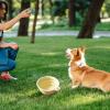 Portable Folding Water Bowl view 2
