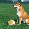 Portable Folding Water Bowl view 3