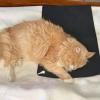 Indoor Cat Ground Paws Mat view 2