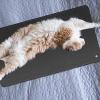 Indoor Cat Ground Paws Mat view 3
