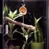 Jumping Spider Hideout view 4