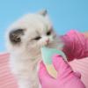 Puppy Nursing Bottle, Pet Milk Feeder for Cats, Puppies & Kittens, Multiple Nipples view 2