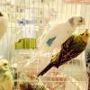 Automatic Parrot Water and Food Feeder, 140 ml, Cage-Mounted view 3