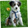Sosoport Dog Waste Bag Dispenser view 4
