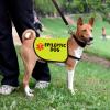 Funny Epilepsy Dog Vest, Slogan Vest, Size L view 4