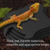 Reptile Water Dish view 2