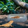 Bearded Dragon Water Bowl, Shallow Feeding Dish view 3