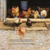 Wooden Bird Perch for Chicken Coops, Sparrows, Cockatiels, Parakeets, Parrots and Pigeons view 2