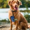 Dog Waste Bag Holder, Poop Bag Dispenser, Durable, Leakproof Design with Hook Attachment, Pet Waste Container for Outdoor Walks and Travel, 5.51 x 1.77 x 1.57 Inches view 4