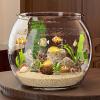 Small Clear Cylinder Aquarium for Betta Fish view 4