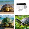 Turtle Basking Platform for Aquarium Tanks view 4