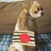 Lesunbak Male Dog Belly Bands, Sanitary Wraps, High Absorbency view 2