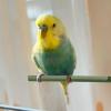 Pet Bird Cage Stand - 8-Pack Perch Set view 3