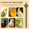 Bird Perches for Parrots, 8-Pack view 4