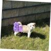 Kisangel Washable Dog Diaper for Female Dogs view 3
