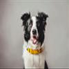 FR PAL Dog Collar M-L, Yellow and Brick view 4