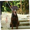 VERDANVERSE Pet Wig for Dogs and Cats view 2