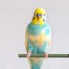 Pet Bird Cage Stand with 8 Bird Perches for Training & Exercise view 2