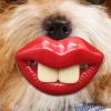 Silicone Pacifier for Dogs, Funny Pacifier for Small Dogs view 3