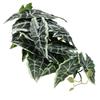 ERINGOGO Artificial Reptile Plant for Terrariums with Hidden Plant Design view 1