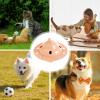 Dog Puzzle Toy, Treat Dispenser for Dogs view 4