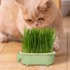 gifyym Cat Grass Planter Box view 2