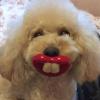 Lunaobrik Dog Pacifier Toy view 3