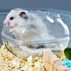 Hamster Sand Bath Container for Dwarf Hamsters view 3