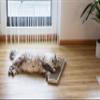 Kerbl Pet Flat Cat Scratching Board view 4