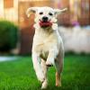 Dog Chew Bone, Bacon-Flavored Dog Chew Toy | Bacon-Flavored Teething Toy view 2