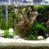 GRIRIW Turtle Sun Platform with Suction Cup view 3