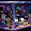 GRIRIW Turtle Sun Platform with Suction Cup view 4