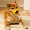 Duck Mouth Dog Muzzle view 2