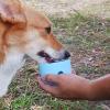 Interactive Dog Treat Dispenser Toy - 8x7.3x11.7 cm Silicone view 4