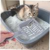 UPKOCH Cat Litter Scoop with Wide Head and Ergonomic Handle view 4